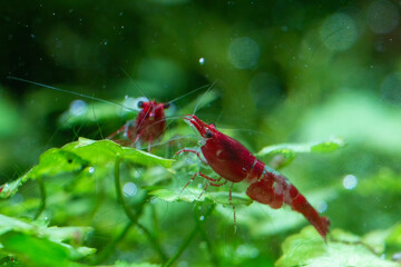 Neocaridina davidi shrimp, Painted Fire Red form 