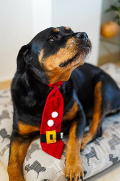 Perro rottweiler celebrando las navidades con una corbata roja