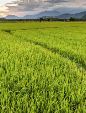 Sunset over a bright green, lush rice field; Ap Gio Ta, Ninh Thuan, Vietnam