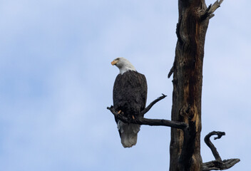 Bald Eagles at Eleven Mile Canyon