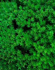 green leaves background. green textured leaves of a bush that look like a displeased face 