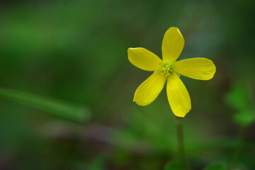 yellow flower