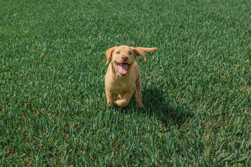 Golden Labrador Retriever Puppy