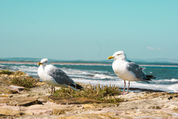 seagull on the beach