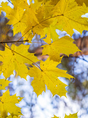 Maple branches with yellow leaves in autumn, in the light of sunset.