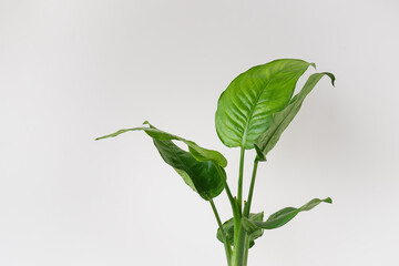 Fototapeta premium Dieffenbachia, a popular indoor plant, stands in a pot on a table. Caring for indoor plants. Place for inscription.