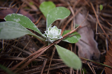 plant in pine needles