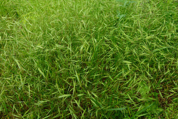 Green grass growing in the forest
