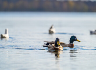 Duck swims in the pond. Mallard, lat. Anas platyrhynchos, male