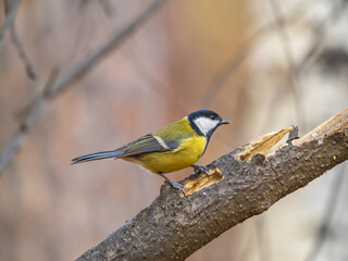 Obraz premium Cute bird Great tit, songbird sitting on the branch with blured background