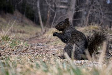 Naklejka premium squirrel in the park