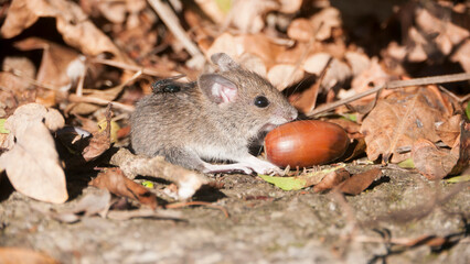 Ratón pequeño de campo entre hojas secas 