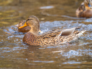 Mallard female Duck swims in the pond.