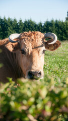 Vacas marrones en pradera de hierba verde