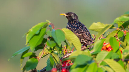 Common Starling (Sturnus vulgaris) sitting on a branch of a cherry tree.