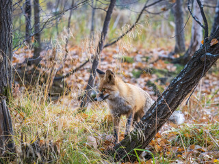 The red fox Vulpes vulpes walks along a path in the forest.
