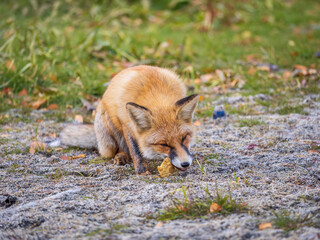 Close up of a red fox Vulpes vulpes, sitting on a path in the forest.