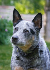 Naklejka na ściany i meble Blue Heeler Dog Portrait