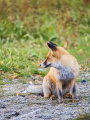 Close up of a red fox Vulpes vulpes, sitting on a path in the forest.