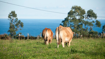 Vacas marrones en pradera de hierba verde junto al mar