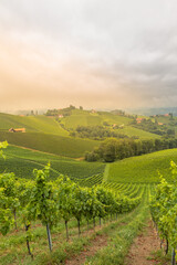 Scenery vineyard along the south Styrian vine route named suedsteirische weinstrasse in Austria at sunrise, Europe.