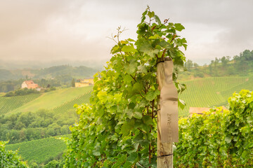 Fototapeta na wymiar Vineyard of Zweigelt grape, Glanz, Austria.