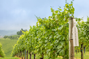 Fototapeta na wymiar Vineyard of Weissburgunder grape, Glanz, Austria.