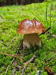 Herrenpilz (Steinpilz)