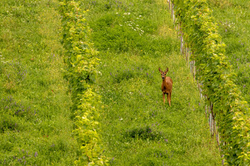 Roe deer standing in a Vineyard, Glanz, Austria.