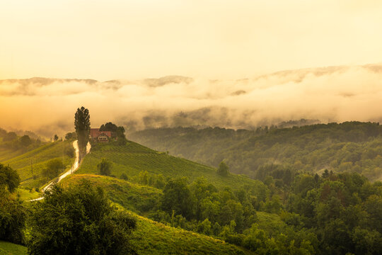 Panoramic view from vineyard to green hills of south styrian wine route in Austria in the evening light.