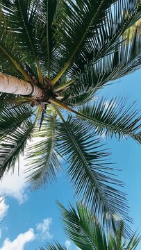 palm tree on sky, palm, tree, sky, tropical, nature, coconut, leaf, palm tree, green, beach, summer, leaves, plant, branch, exotic, travel, vacation, flora, trees, natural, landscape, foliage, forest,