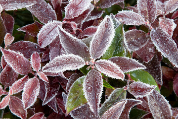 Scarletta fetterbush (Leucothoe fontanesiana 'Zeblid')	winter frost 