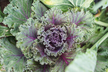 Close up view of kale cabbage leaves. Vegetables healthy food background
