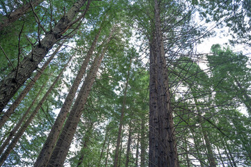 landscape view of secuoya forest 