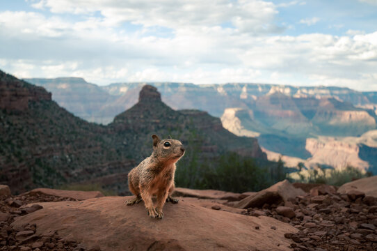 Stein-Eichhörnchen mit Grand Canyon im Hintergrund blickt nach rechts