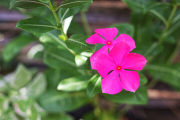 Catharanthus roseus, commonly known as bright eyes,is a species of flowering plant in the family Apocynaceae, pink flower in garden