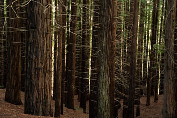 landscape view of secuoya forest 