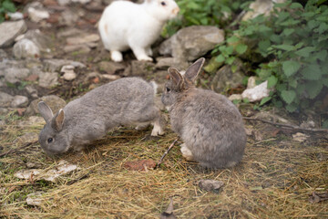 small furry rabbits pacing in the ground of a farm
