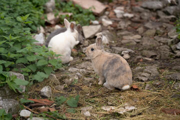 small furry rabbits pacing in the ground of a farm