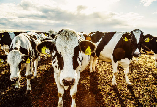 Curious Holstein cows looking at the camera while standing in a fenced area with identification tags in their ears on a robotic dairy farm, North of Edmonton; Alberta, Canada
