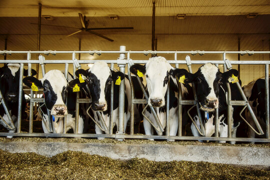 Holstein dairy cows with identification tags on their ears standing in a row along the rail of a feeding station on a robotic dairy farm, North of Edmonton; Alberta, Canada