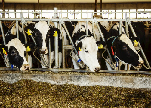 Holstein dairy cows with identification tags on their ears standing in a row along the rail of a feeding station on a robotic dairy farm, North of Edmonton; Alberta, Canada