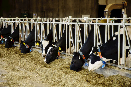 Holstein dairy cows with identification tags on their ears standing in a row along the rail of a feeding station on a robotic dairy farm, North of Edmonton; Alberta, Canada