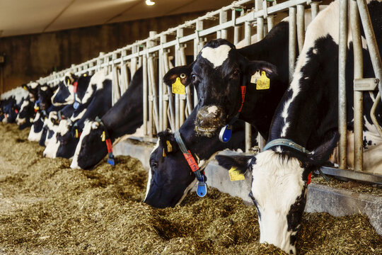 Holstein dairy cows with identification tags on their ears standing in a row along the rail of a feeding station on a robotic dairy farm, North of Edmonton; Alberta, Canada