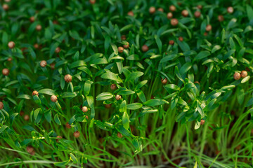 Close-up of microgreens