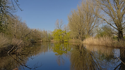 Obraz premium Sprng trees trees and reed along a pool in Scheldt valley,on a sunny day near Ghent, Flanders, Belgium 