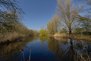 Sprng trees trees and reed along a pool in Scheldt valley,on a sunny day near Ghent, Flanders, Belgium 