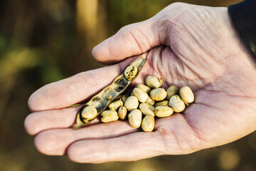 A farmer holding a ripened Fava Bean pod and Fava Beans in his hand before the harvest; Namao, Alberta, Canada