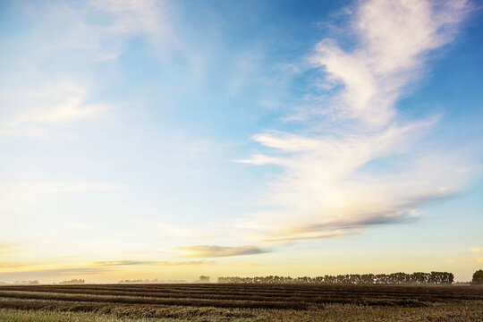 A canola field at sunset after it has been swathed and ripened ready to harvest; Legal, Alberta, Canada