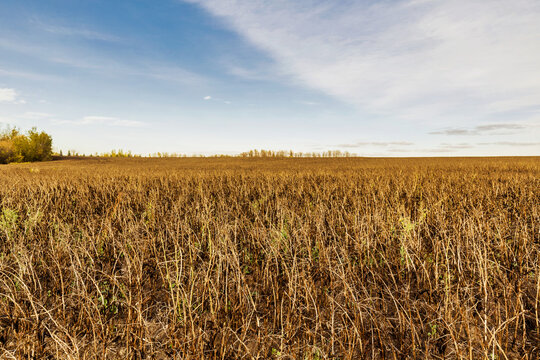 A field of ripened Fava Beans ready to be harvested: Namao, Alberta, Canada